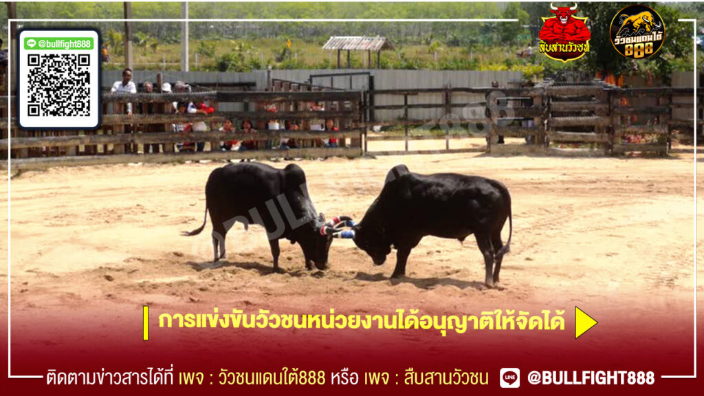 การแข่งขันวัวชนหน่วยงานได้อนุญาติให้จัดได้