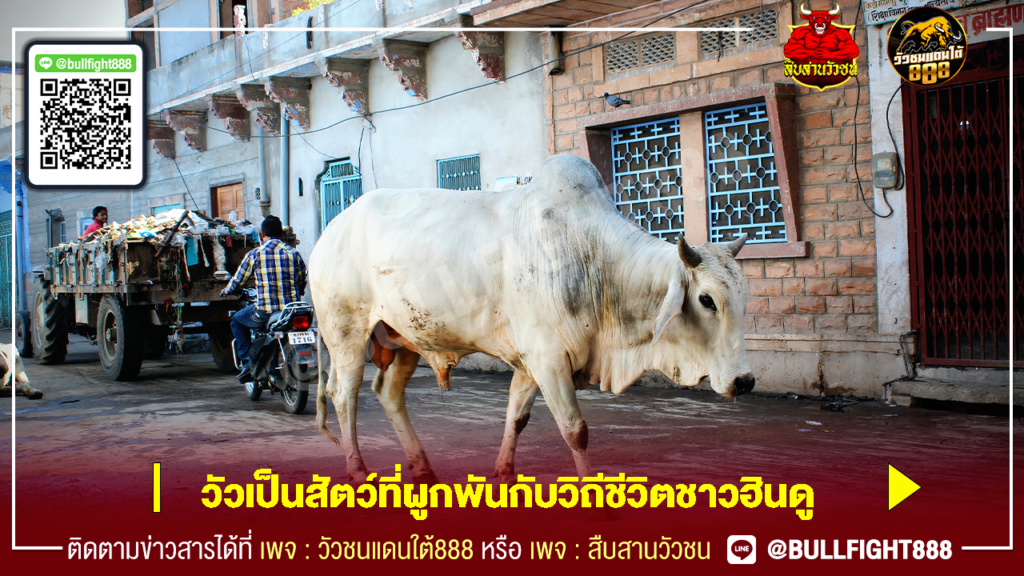 วัวเป็นสัตว์ที่ผูกพันกับวิถีชีวิตชาวฮินดู
