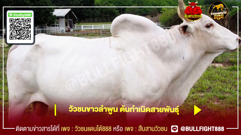 วัวชนขาวลำพูน ต้นกำเนิดสายพันธุ์