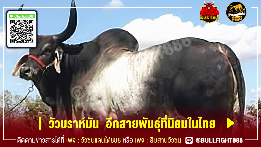 วัวบราห์มัน  อีกสายพันธุ์ที่นิยมในไทย