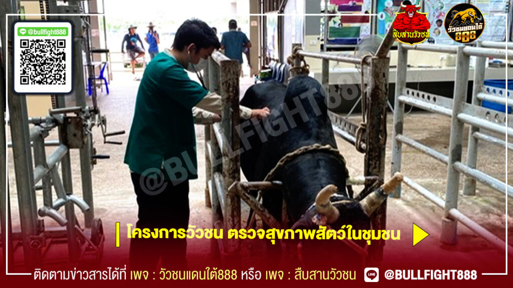 โครงการวัวชน ตรวจสุขภาพสัตว์ในชุมชน