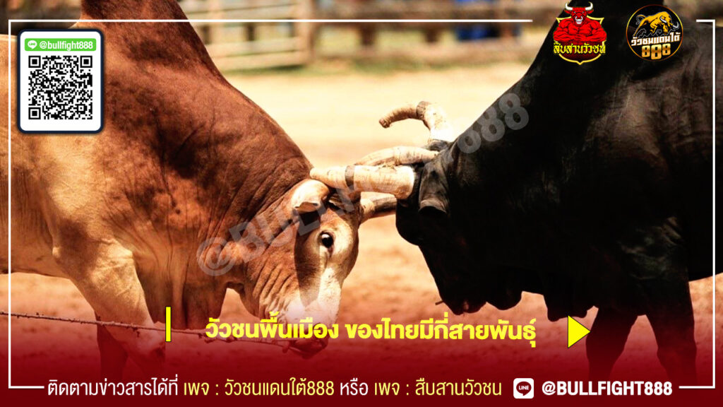 วัวชนพื้นเมือง ของไทยมีกี่สายพันธุ์
