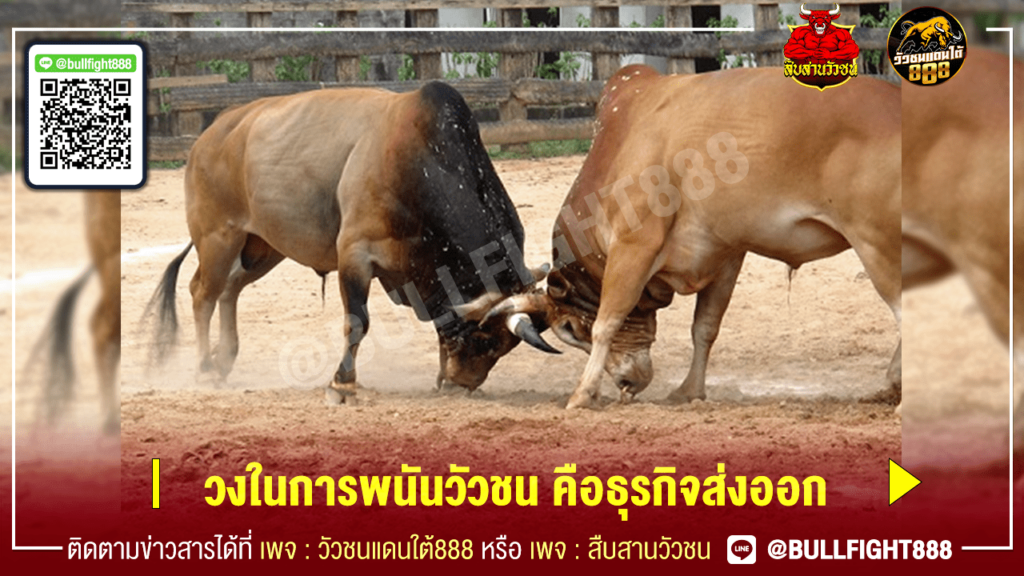 วงในการพนันวัวชน คือธุรกิจส่งออก