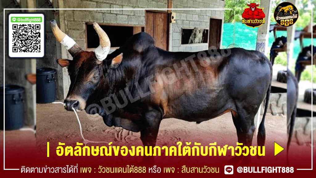 อัตลักษณ์ของคนภาคใต้กับกีฬาวัวชน