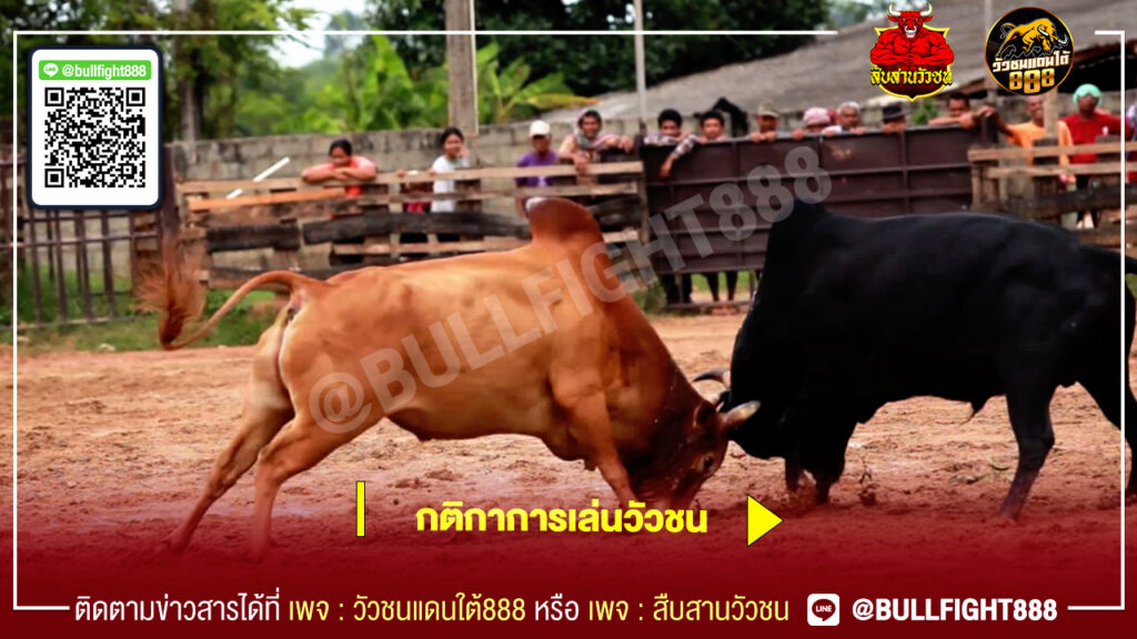 กติกาการเล่นวัวชน