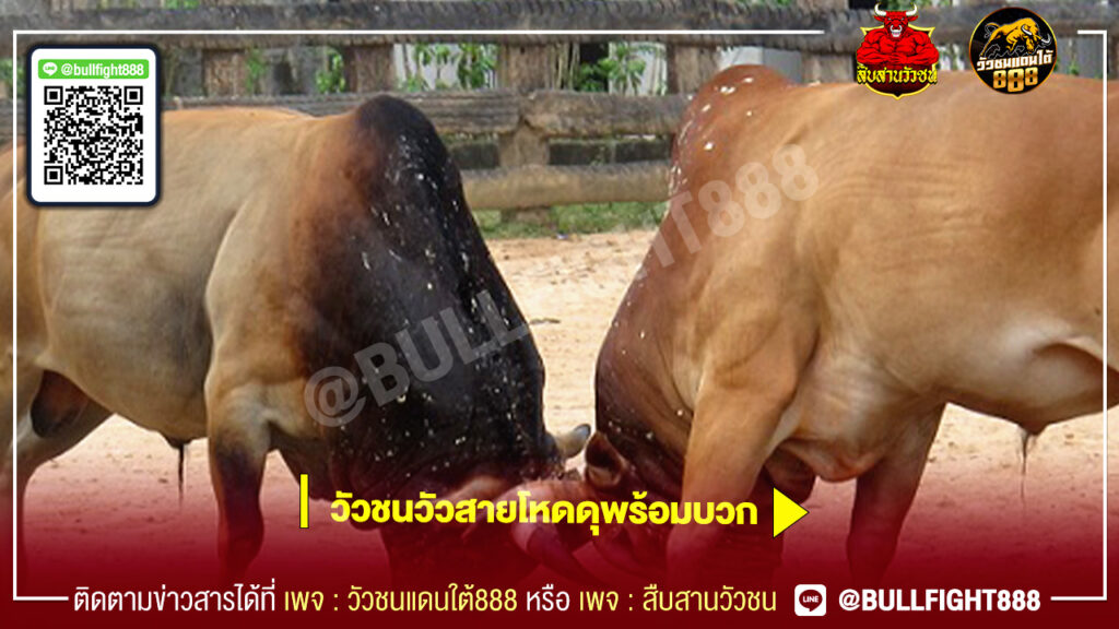 วัวชนวัวสายโหดดุพร้อมบวก