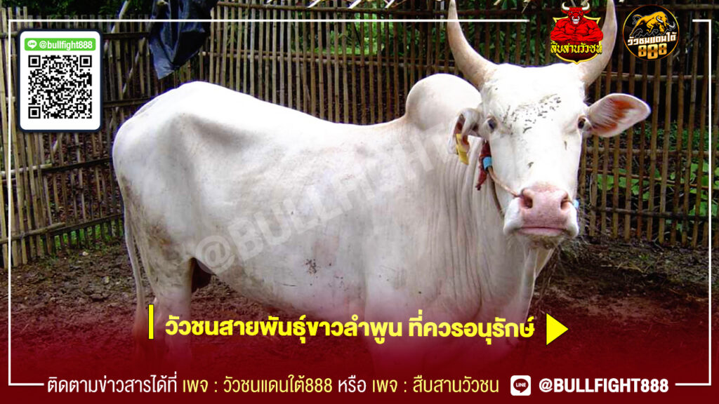 วัวชนสายพันธุ์ขาวลำพูน ที่ควรอนุรักษ์