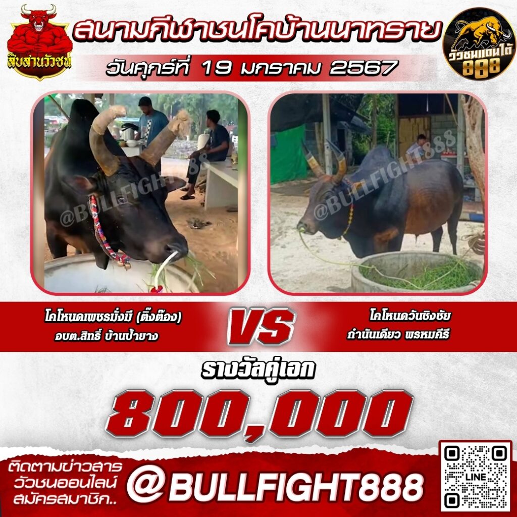 โปรแกรมวัวชน สนามกีฬาชนโคบ้านนาทราย วันที่ 19 ม.ค. 67