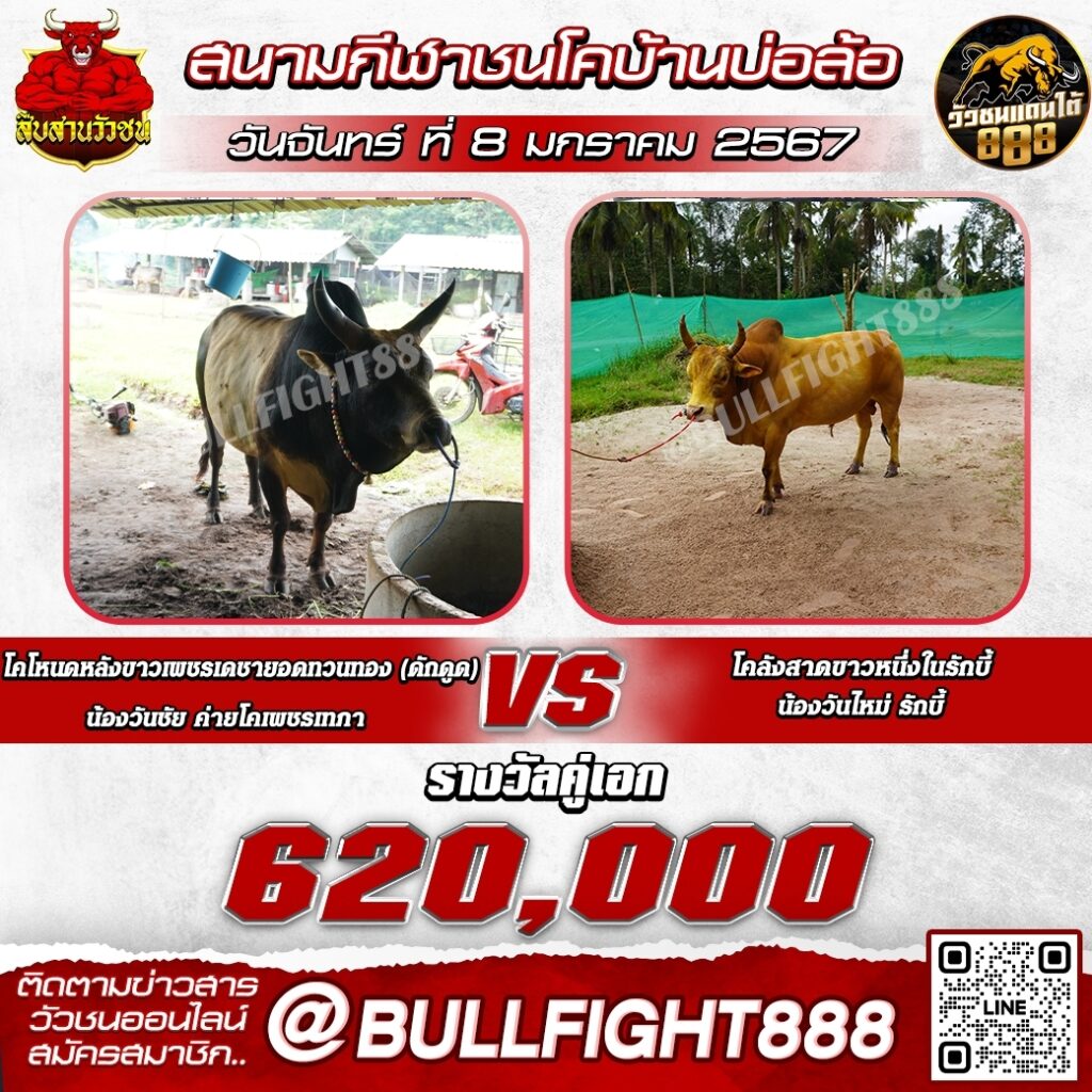 โปรแกรมวัวชน สนามกีฬาชนโคบ้านบ่อล้อ วันที่ 8 ม.ค. 67