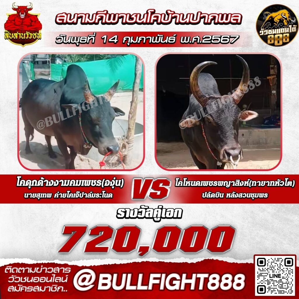 โปรแกรมวัวชน สนามกีพาชนโคบ้านปากพล วันที่ 14 ก.พ. 67