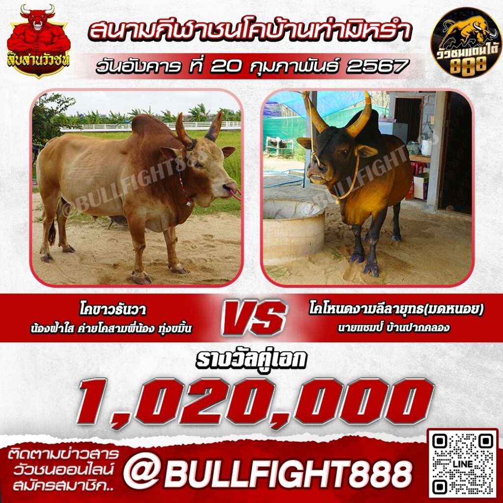 โปรแกรมวัวชน สนามกีฬาชนโคบ้านท่ามิหรำ วันที่ 20 ก.พ. 67