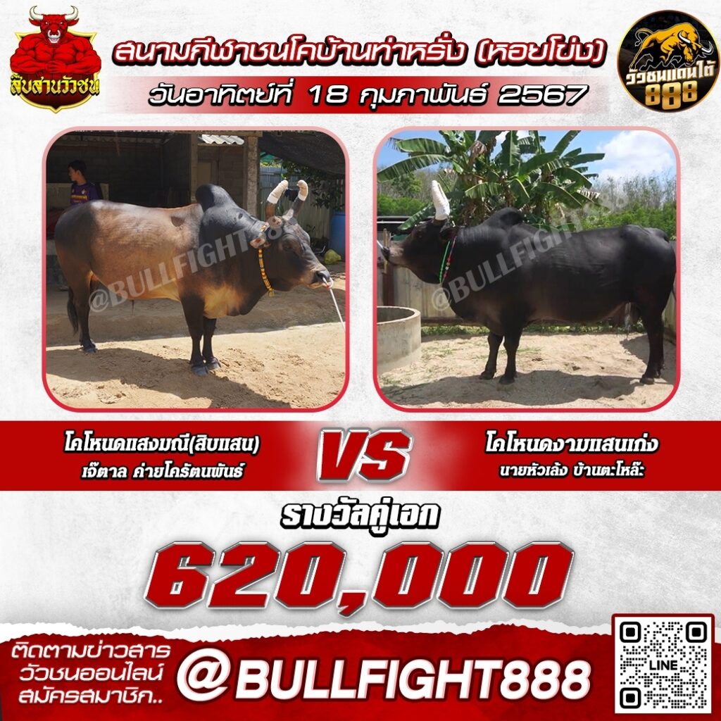 โปรแกรมวัวชน สนามกีฬาชนโคบ้านท่าหรั่ง (หอยโข่ง) วันที่ 18 ก.พ. 67