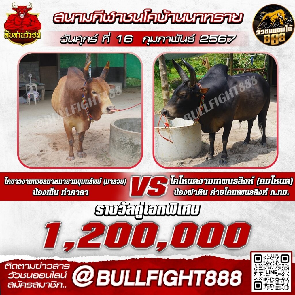 โปรแกรมวัวชน สนามกีฬาชนโคบ้านนาทราย วันที่ 16 ก.พ. 67