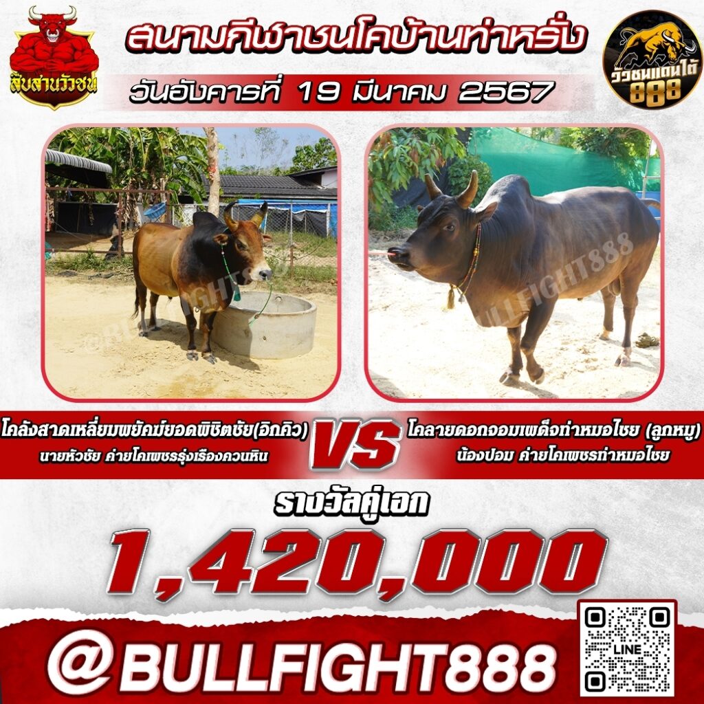 โปรแกรมวัวชน สนามกีฬาชนโคบ้านท่าหรั่ง วันที่ 19 มี.ค. 67