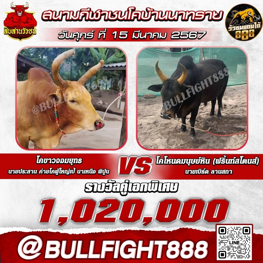 โปรแกรมวัวชน สนามกีฬาชนโคบ้านนาทราย วันที่ 15 มี.ค. 67