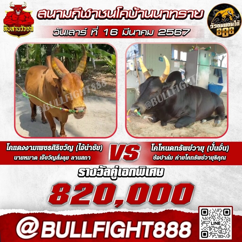 โปรแกรมวัวชน สนามกีฬาชนโคบ้านนาทราย วันที่ 16 มี.ค. 67