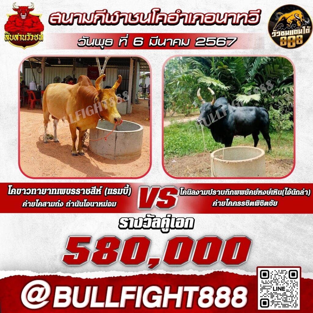 โปรแกรมวัวชน สนามกีฬาชนโคอำเภอนาทวี วันที่ 06 มี.ค. 67