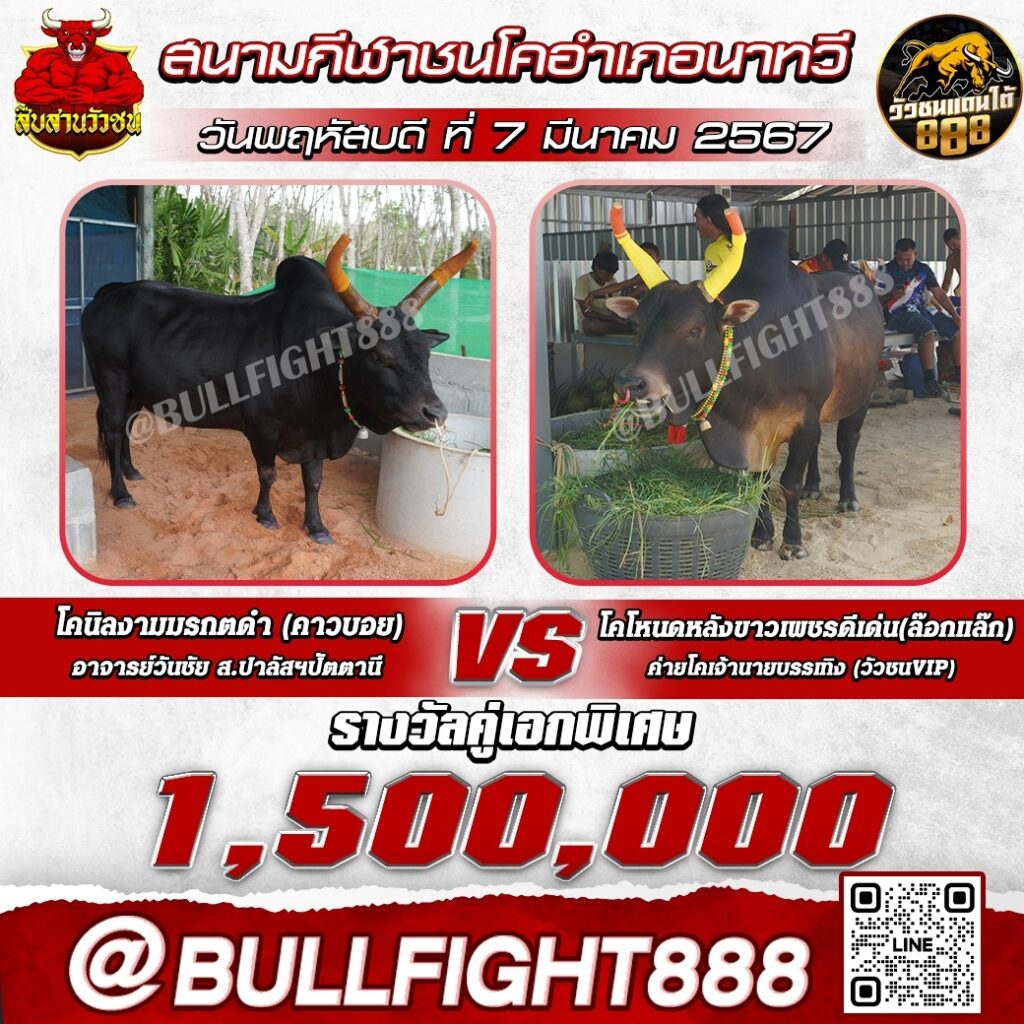 โปรแกรมวัวชน สนามกีฬาชนโคอำเภอนาทวี วันที่ 06 มี.ค. 67