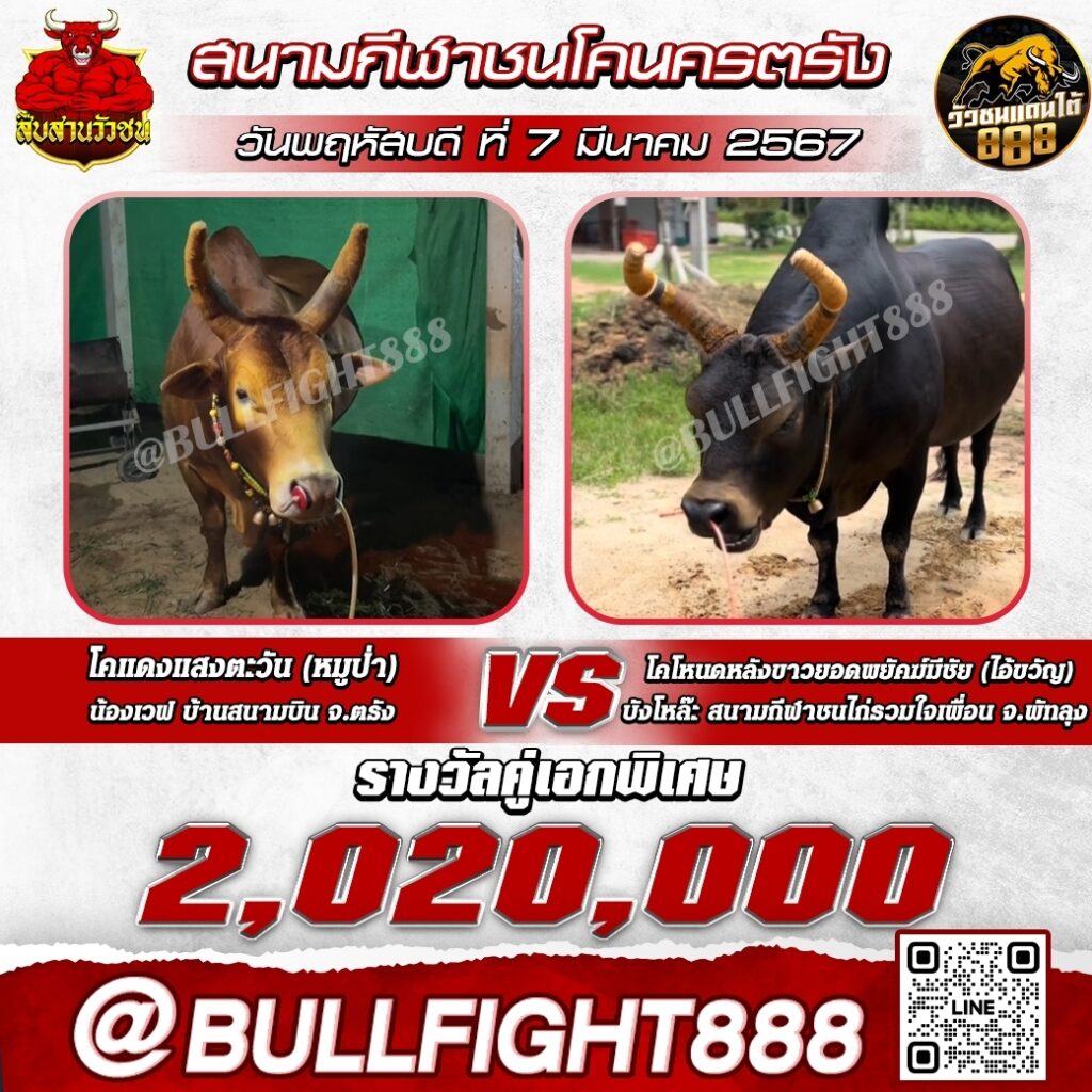 โปรแกรมวัวชน สนามกีฬาชนโคนครตรัง วันที่ 07 มี.ค. 67