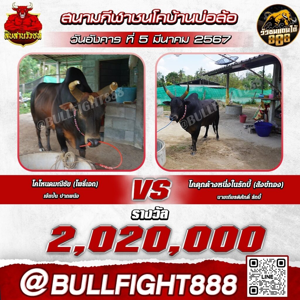 โปรแกรมวัวชน สนามกีฬาชนโคบ่อล้อ วันที่ 05 มี.ค. 67