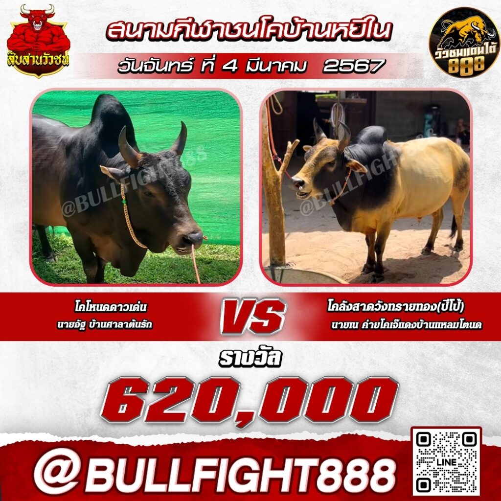 โปรแกรมวัวชน สนามกีฬาชนโคบ้านหยีใน วันที่ 03 มี.ค. 67