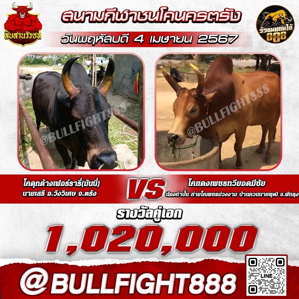 โปรแกรมวัวชน สนามกีฬาชนโคนครตรัง วันที่ 04 เม.ย. 67