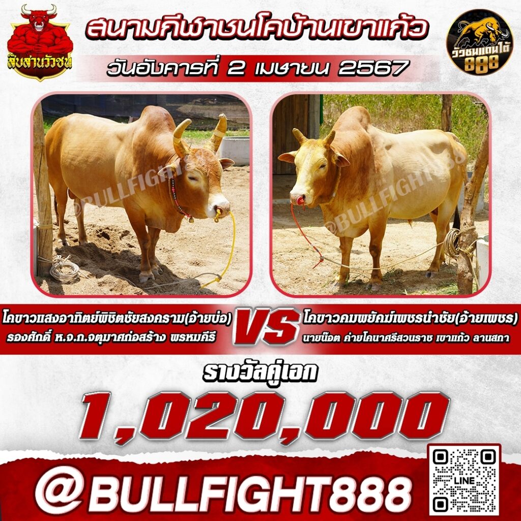 โปรแกรมวัวชน สนามกีฬาชนโคบ้านเขาแก้ว วันที่ 02 เม.ย. 67