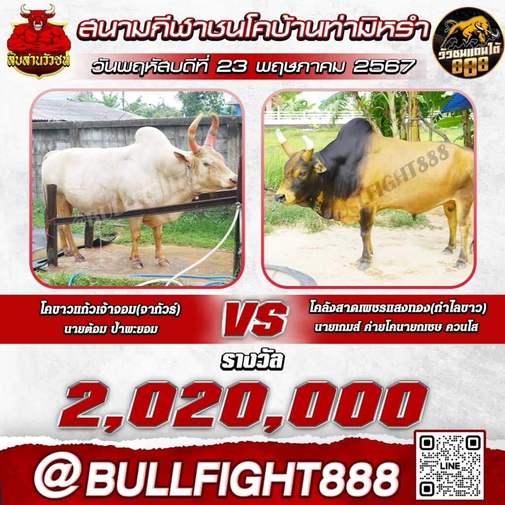 โปรแกรมวัวชน สนามกีฬาชนโคบ้านท่ามิหรำ วันที่ 23 พ.ค. 67