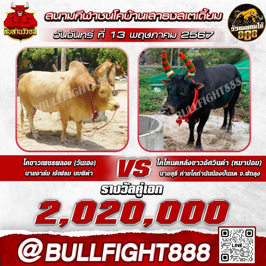 โปรแกรมวัวชน สนามกีฬาชนโคบ้านเสาธงสเตเดี้ยม วันที่ 13 พ.ค. 67