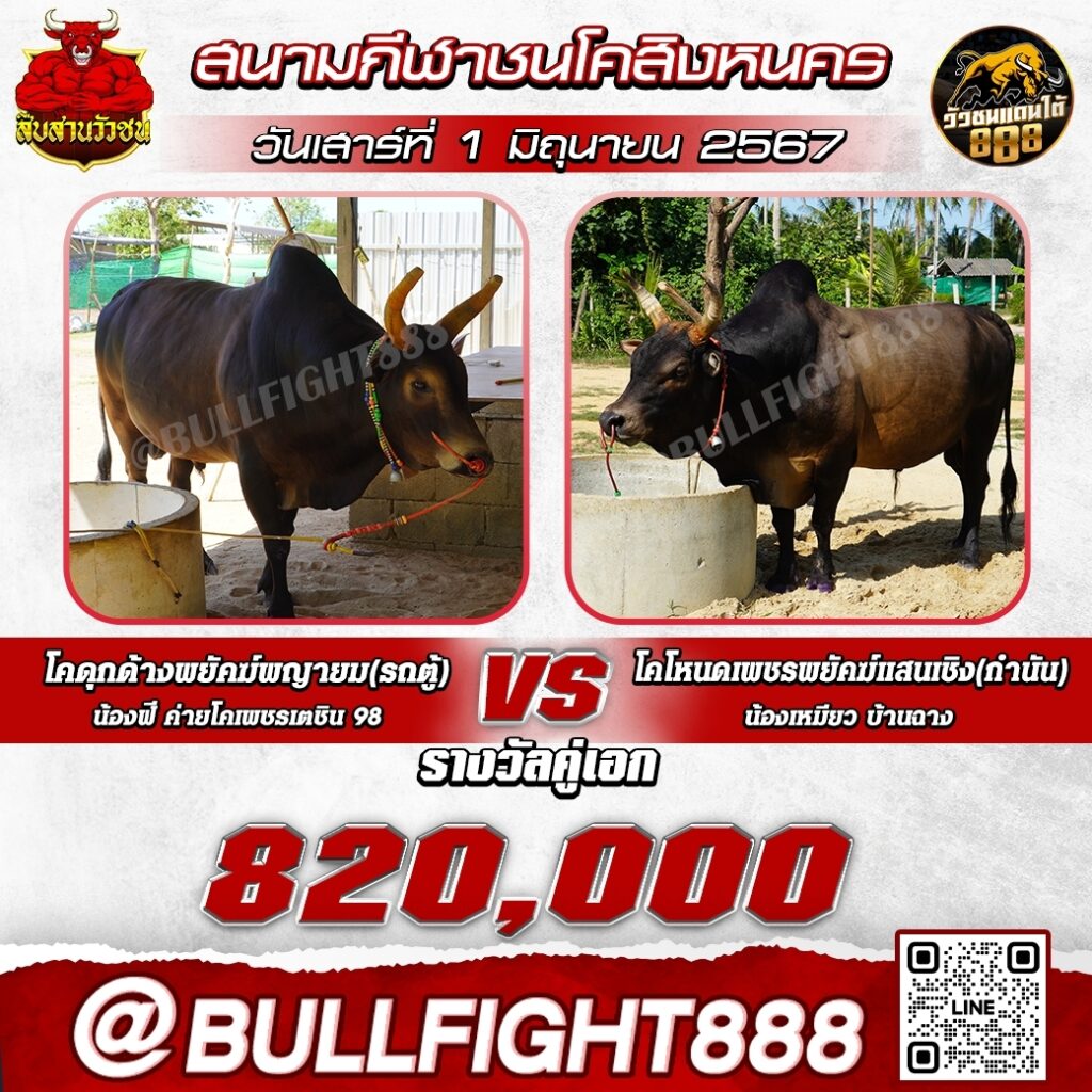 โปรแกรมวัวชน สนามกีฬาชนโคสิงหนคร วันที่ 1 มิ.ย. 67