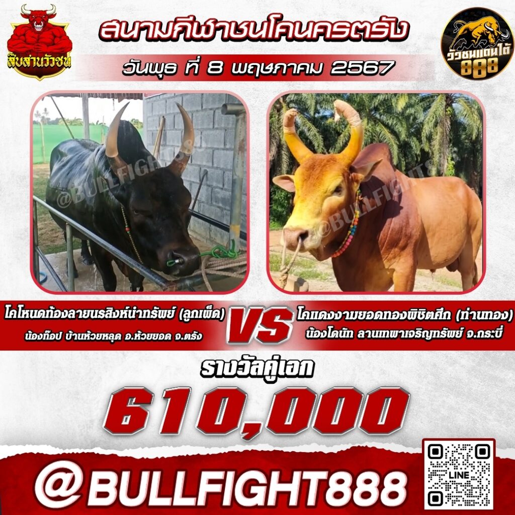 โปรแกรมวัวชน สนามกีฬาชนโคนครตรัง วันที่ 8 พ.ค. 67