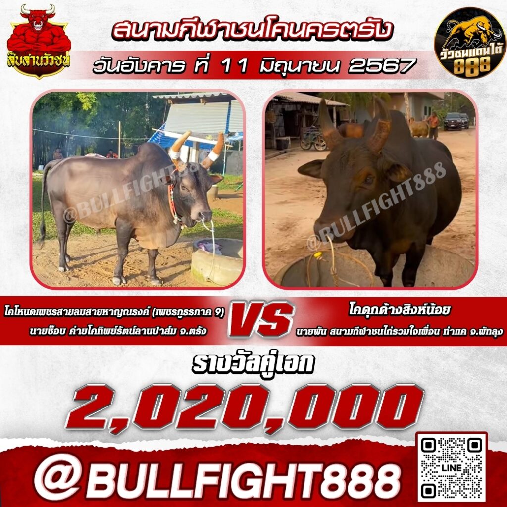 โปรแกรมวัวชน สนามกีฬาชนโคนครตรัง วันที่ 11 มิ.ย. 67