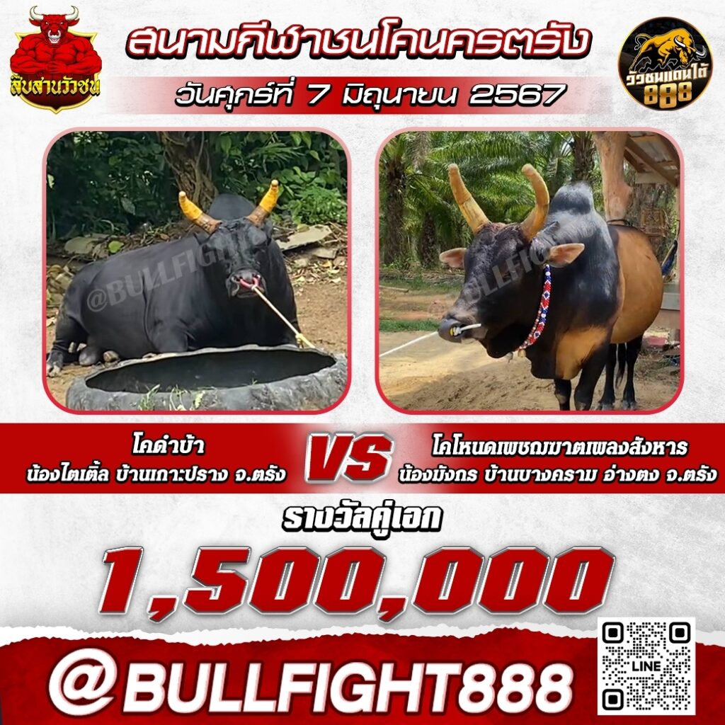 โปรแกรมวัวชน สนามกีฬาชนโคนครตรัง วันที่ 7 มิ.ย. 67