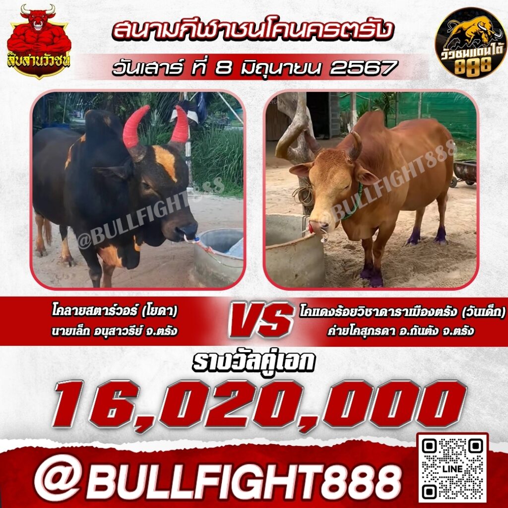 โปรแกรมวัวชน สนามกีฬาชนโคนครตรัง วันที่ 8 มิ.ย. 67