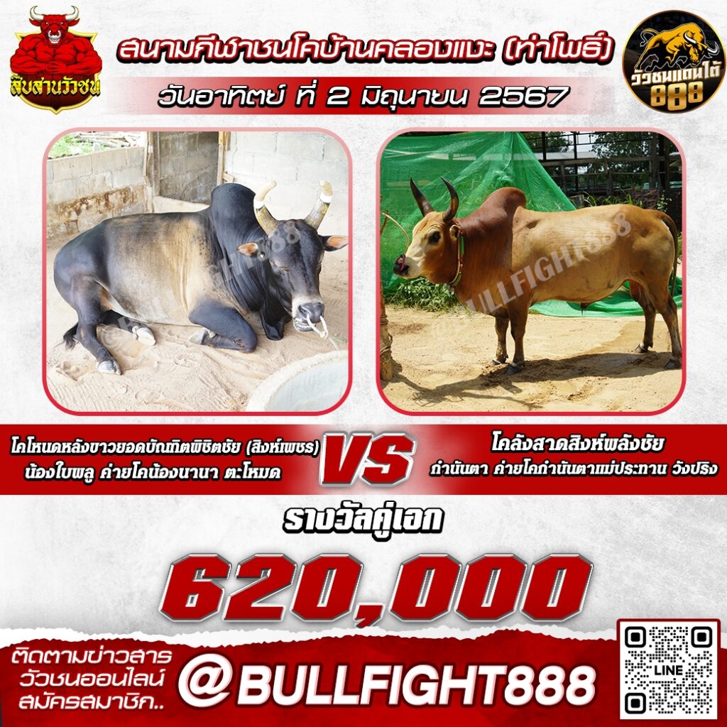 โปรแกรมวัวชน สนามกีฬาชนโคบ้านคลองแงะ(ท่าโพธิ์) วันที่ 2 มิ.ย. 67