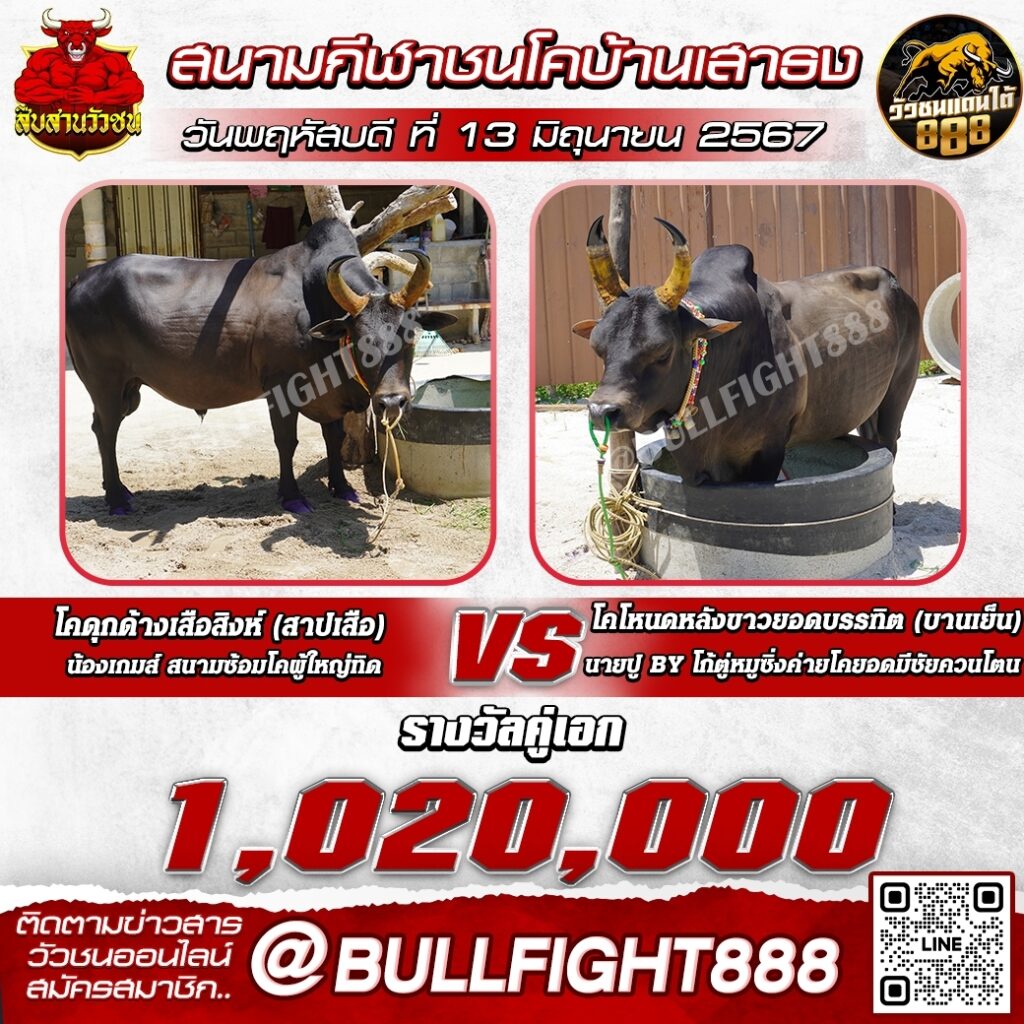 โปรแกรมวัวชน สนามกีฬาชนโคบ้านเสาธง วันที่ 13 มิ.ย. 67