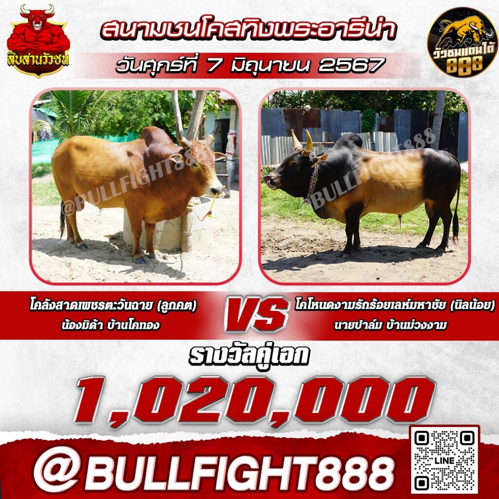 โปรแกรมวัวชน สนามกีฬาชนโคสทิงพระอารีน่า วันที่ 7 มิ.ย. 67