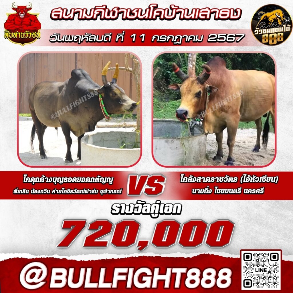 โปรแกรมวัวชน  สนามกีฬาชนโคบ้านเสาธง วันที่ 11 ก.ค. 67