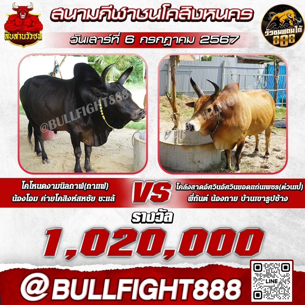 โปรแกรมวัวชน  สนามกีฬาชนโคสิงหนคร วันที่ 06 ก.ค. 67