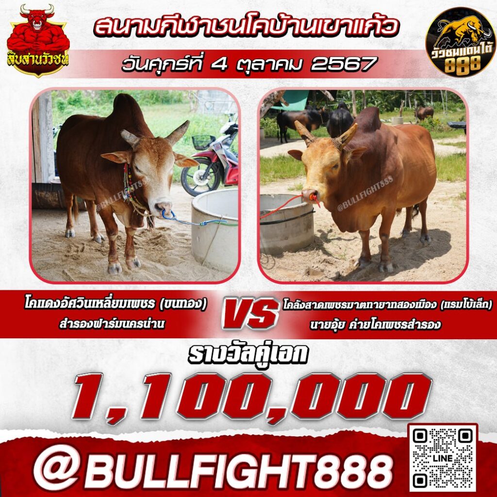 โปรแกรมวัวชน สนามกีฬาชนโคบ้านเขาแก้ว วันที่ 4 ต.ค. 67